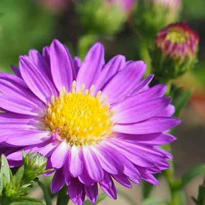 Blume Violett